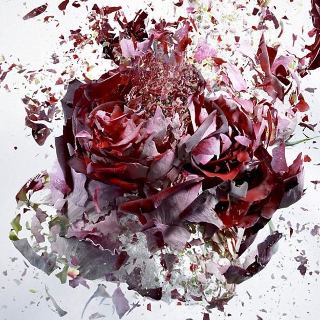 Flower-Explosions-Martin-Klimas-5-900×900